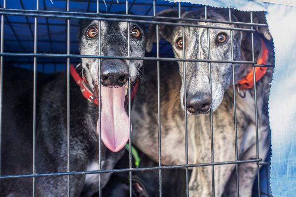 zwei Galgos in einer Hundebox.