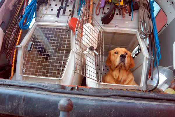 Hunde werden in Hundeboxen zu ihrem neuen Zuhause transportiert