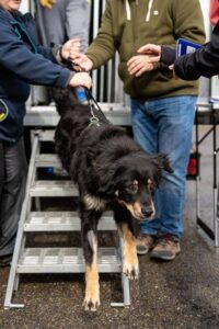 Ein Hund steig aus dem Transporter und lernt gleich seine neue Familie kennen.