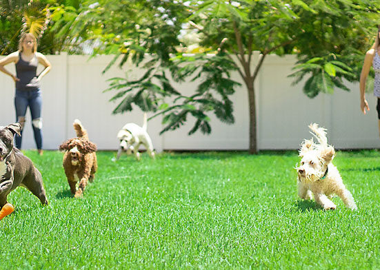 Hunde in der Hundepension. In einer guten Hundetagesstätte können Hunde unter Aufsicht zusammen spielen und entspannen.