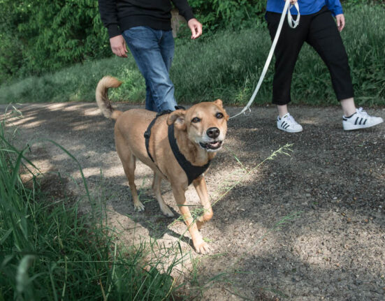 Ein Hund geht mit seinem Besitzer und neuer DogSharing Partnerin Gassi.