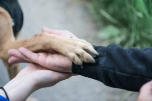 Eine Pfote liegt auf zwei Handflächen, weil zwei Personen sich um den Hund kümmern.