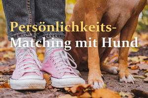 Finde den idealen Hund für dich und verstehe ihn besser. Einfach bei fair-dogs.com registrieren, 3min Test machen und Matching starten.