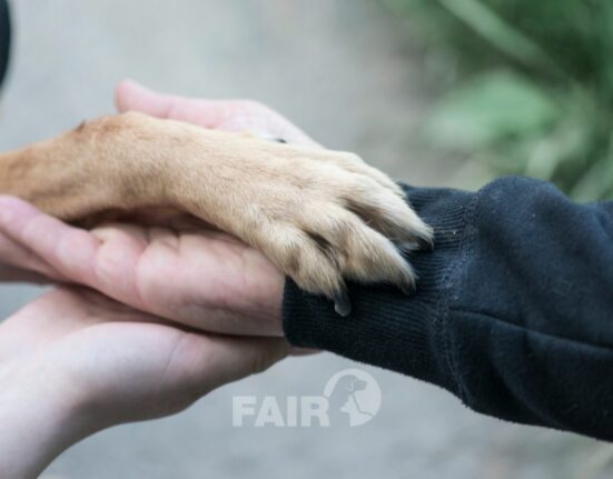 Zwei Hände tragen eine Pfote. DogSharing mit Matching Mensch-Hund, Hundeseiten und Hundetagebuch online. Finde Hunde und Hundesitter.
