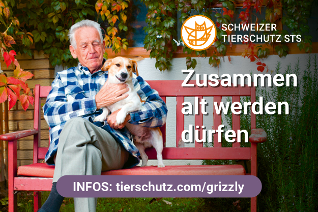 Grizzly Schweizer Tierschutz STS unterstützt Hunde für ältere Menschen, Rentner und Senioren