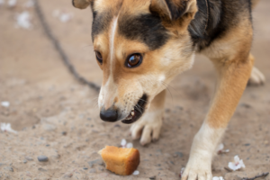 Welche Nahrungsmittel sind giftig für deinen Hund?