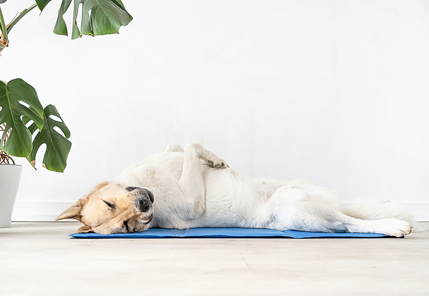 Kühlmatten helfen Hunden bei starker Hitze