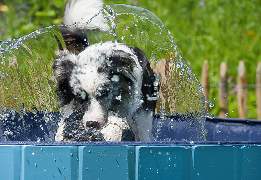 An einem heissen Sommertag kühlt sich der Hund im Hundepool ab.