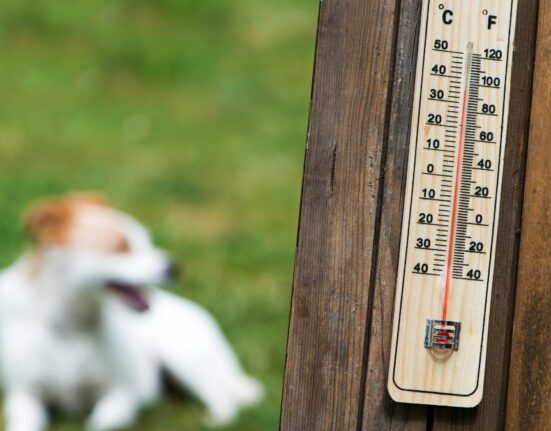 Hitze und Hunde Ratgeber