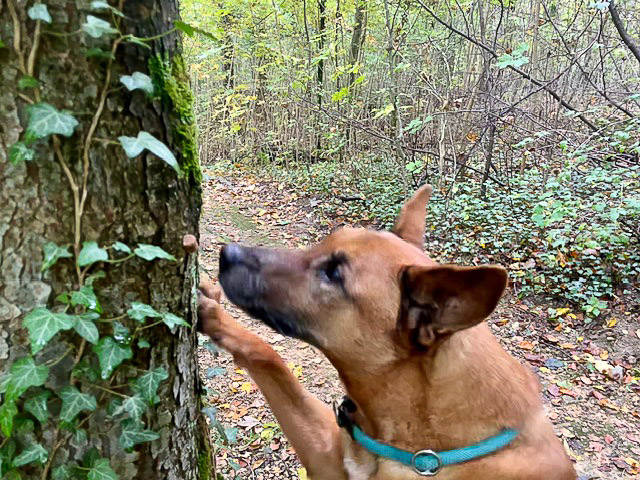 Nasenarbeit für Hunde - Goodies in Rinde suchen im Wald.