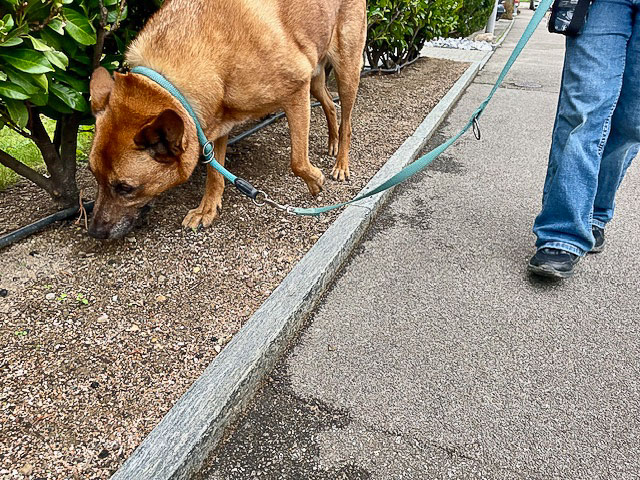 Der Hund darf auch mal Schnuppern beim Gassi gehen.