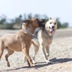 Genanalyse Hund für rassebestimmung und Erbkrankheiten und teile deine Erfahrung mit Testergebnis.