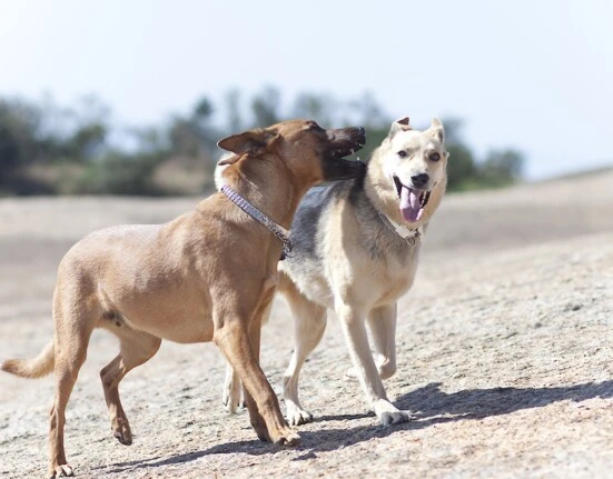 Genanalyse Hund für rassebestimmung und Erbkrankheiten und teile deine Erfahrung mit Testergebnis.