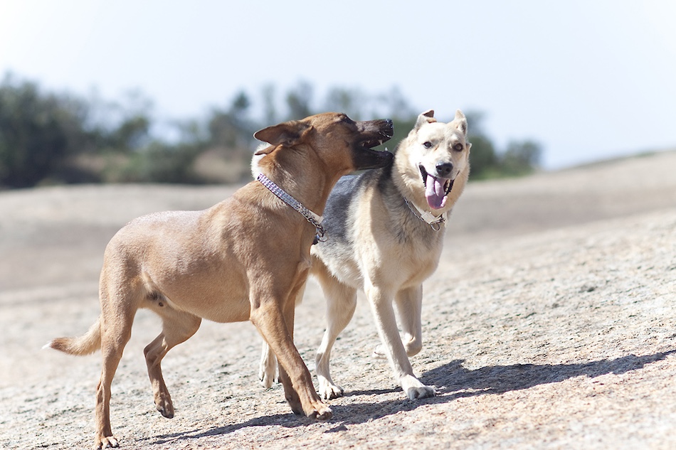 Genanalyse Hund für rassebestimmung und Erbkrankheiten und teile deine Erfahrung mit Testergebnis.